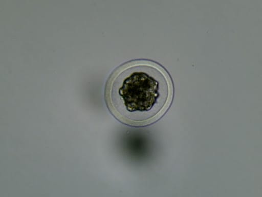 Embriotransfer